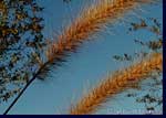 wheat-photographyS.jpg